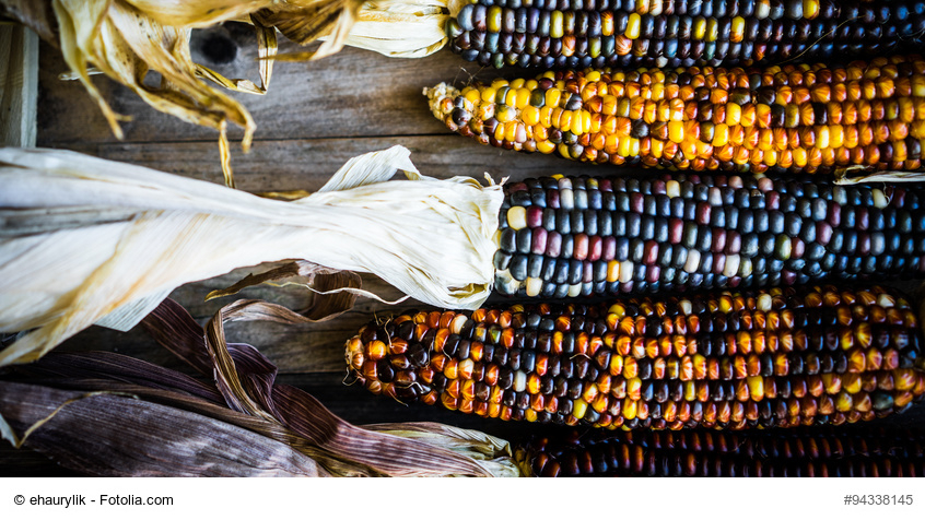 Image: Multicolored corn