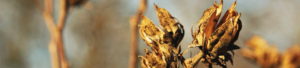 Photo: Trockene Blume
