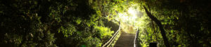 Photo: Stairs leading out of a dark wood into the light, Image by wen8707270 on Pixabay