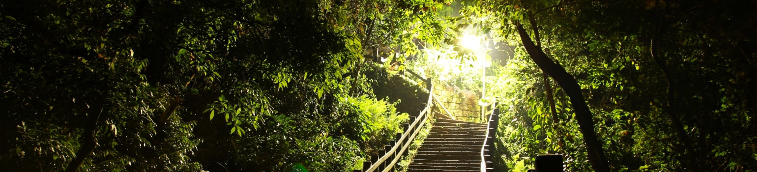 Photo: Stairs leading out of a dark wood into the light, Image by wen8707270 on Pixabay