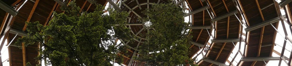 Photo: spiralförmiger Baumwipfelpfad, helical treetop path