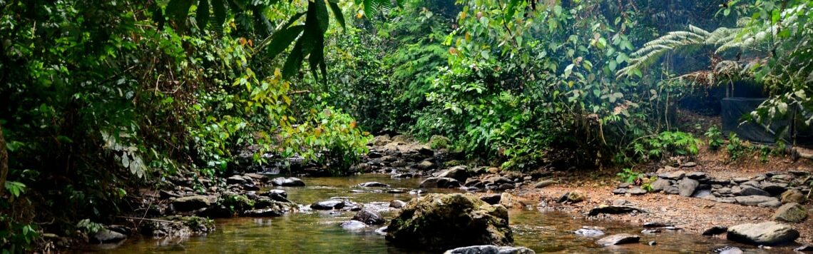 A small river in the jungle of Indonesia