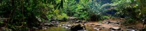 A small river in the jungle of Indonesia